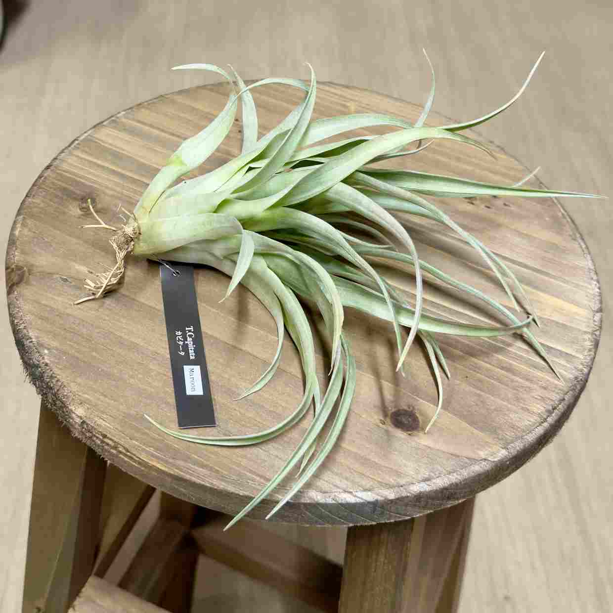 おしゃれ 観葉植物 エアープランツ：チランジア カピタータ マロンR