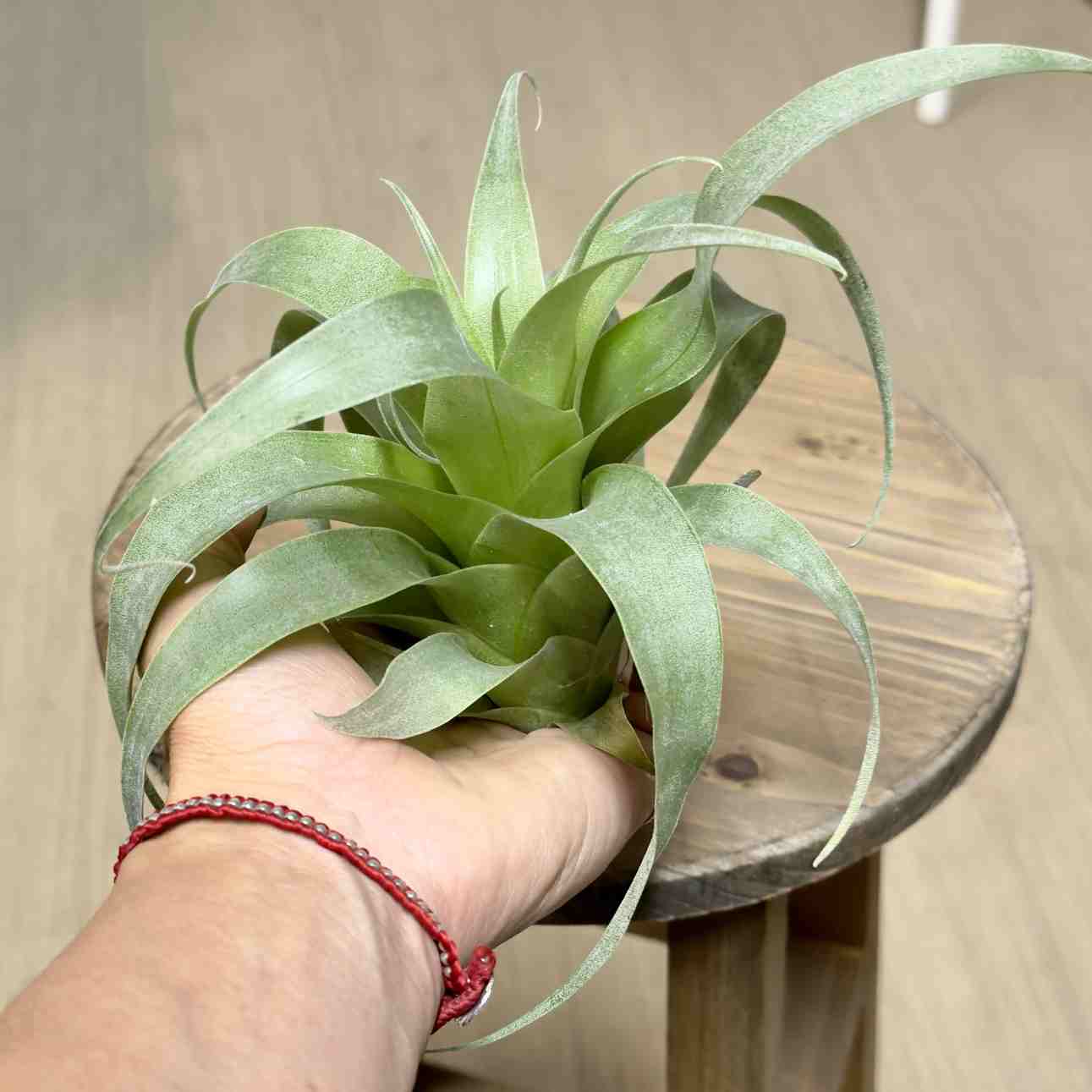 おしゃれ 観葉植物 エアープランツ：チランジア サマンサR*エア