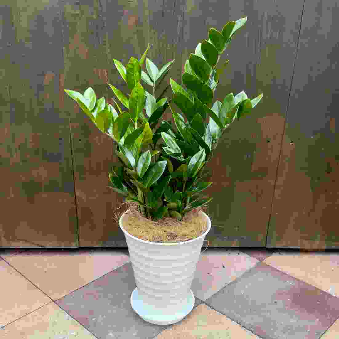 おしゃれ 観葉植物：金銭樹 ザミオクルカス*プラポット 受皿付 