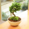 �����ߺϡ����⤱�䤭(���;���ȭ��* �ˤ� ���ե� gift �������� �ץ쥼��� bonsai