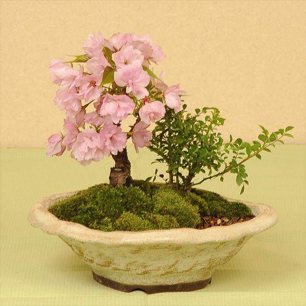 盆栽：桜・薔薇寄せ植え* (2026年春開花予定) さく お花見 誕生日 祝