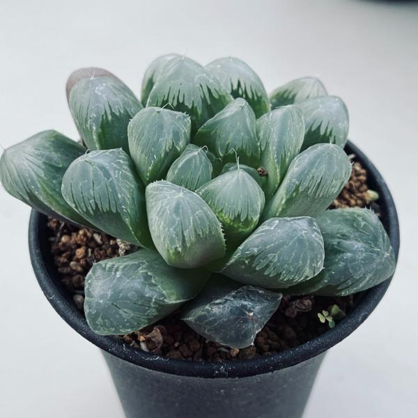 多肉植物：ハオルチア 大型オブツーサ セレーネ*M 幅9cm | サボテン