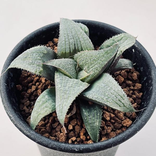 多肉植物：ハオルチア デケナヒー*幅7.5cm | サボテン＆多肉植物