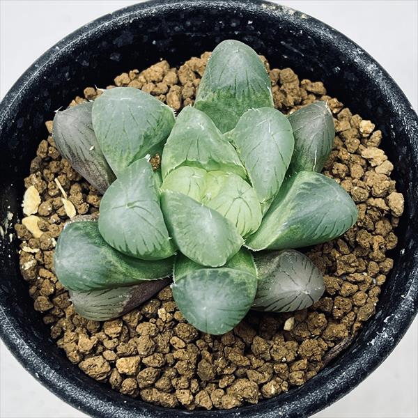 多肉植物 ハオルチアGotham City アメリカRenny氏銘品 12 多肉植物
