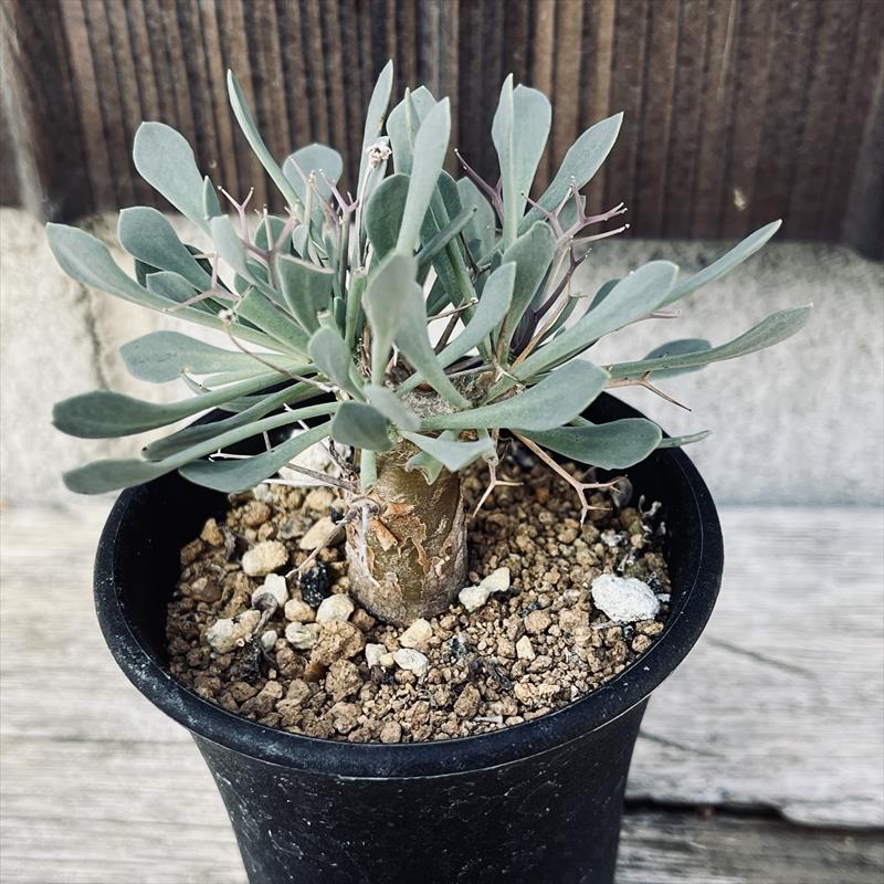 �����ǥå��������ȥ�ʡ��桼�ե���ӥ����ǥ�������*����7���