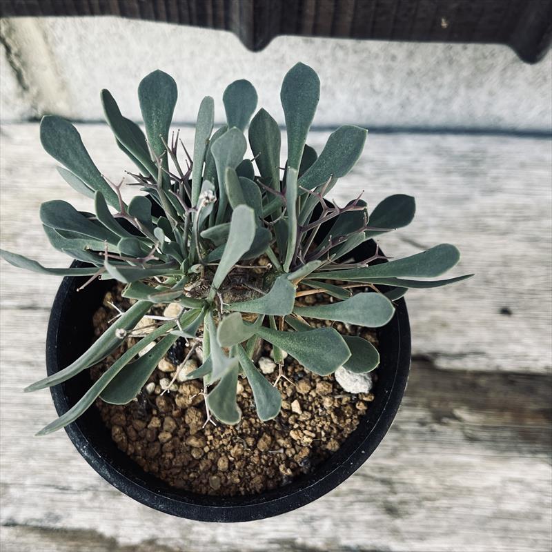 コーデックス：オトンナ ユーフォルビオイデス 実生*葉幅7cm