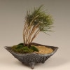 �ʿ��ߺϡ�������(���ھ�ȭ)* bonsai
