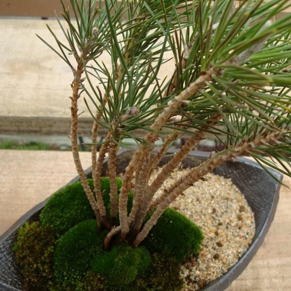 景色盆栽：黒松寄せ(信楽焼鉢)* bonsai | すべての商品 | 遊恵盆栽 本店