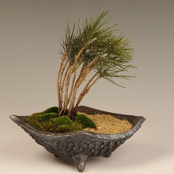景色盆栽：黒松寄せ(信楽焼鉢)* bonsai | すべての商品 | 遊恵盆栽 本店