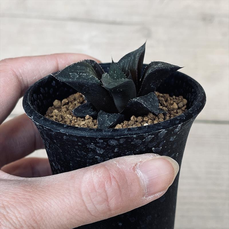 多肉植物：ハオルチア 江隅氏マグニフィカ*幅5cm | サボテン＆多肉