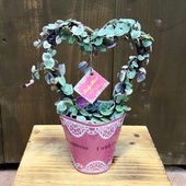 ������졡���տ�ʪ���ϡ��ȥ�����*