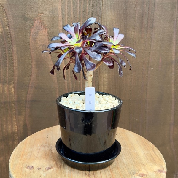 おしゃれ 観葉植物：アエオニウム クロホウシ 鉢植え 受皿付*黒法師