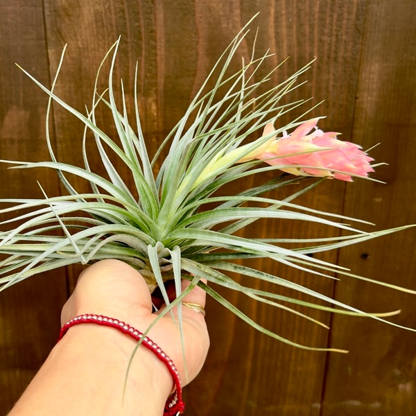 観葉植物：チランジア ストリクタ*エアープランツ 開花株 | すべての