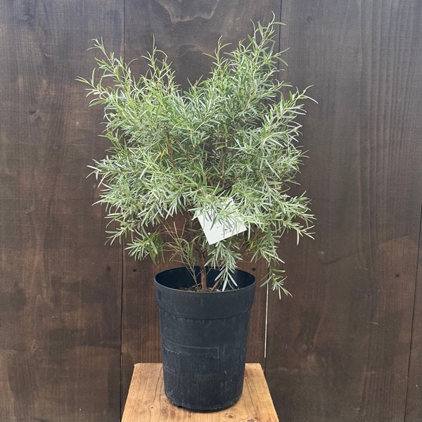 観葉植物 花苗：レプトスペルマム シルバーティーツリー*6号 L | 観葉