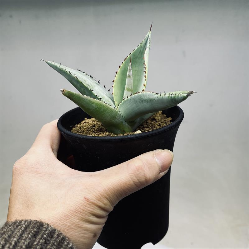 多肉植物：アガベ セルシーノバ*幅11cm | サボテン＆多肉植物,多肉