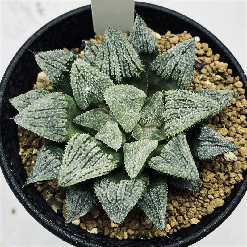 11d ハオルチア　多肉植物　バデイア白鳳錦　自家繁殖 多肉植物：ハオルチア スーパー白鳳*幅8cm | サボテン＆多肉植物