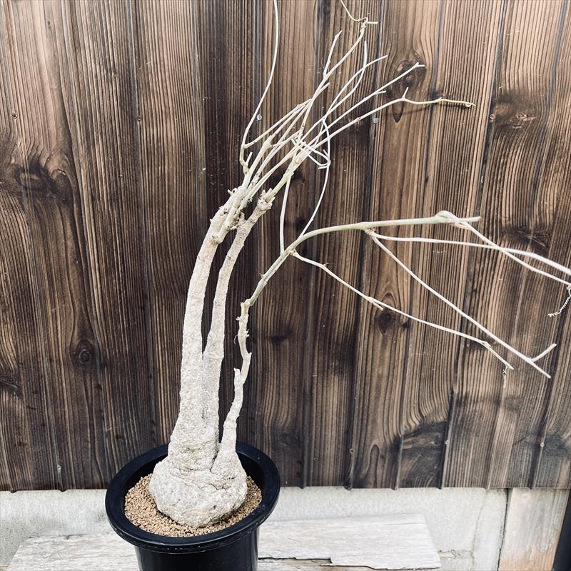 コーデックス：アデニア エピゲア*塊根幅9.5cm 現品！一品限り