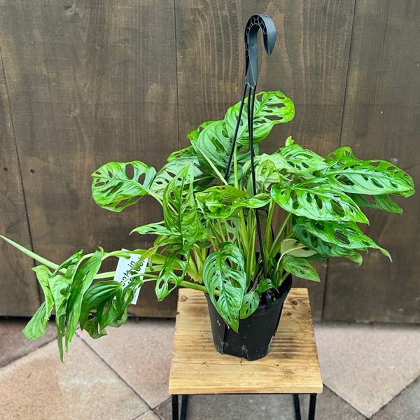 おしゃれ 観葉植物：マドカズラ*5号吊り鉢 | 観葉植物,吊り鉢 | 遊恵