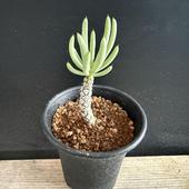 �����ǥå��������쥳�ɥ� �ڥ��륽�ˡ� ��� ����*����0.5���