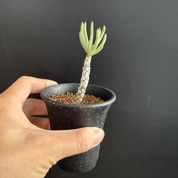 コーデックス：チレコドン ペアルソニー 白象 挿木*幹幅0.5cm