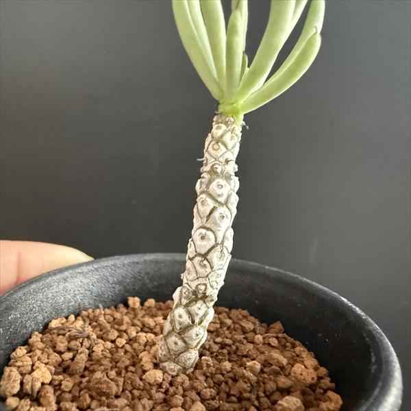 コーデックス：チレコドン ペアルソニー 白象 挿木*幹幅0.5cm