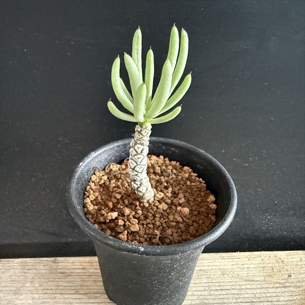 チレコドン ペアルソニー 白象 【冬型コーデックス】 現地球 珍植物 塊根植物 チレコドン ペアルソニー 白象 【冬型コーデックス】 現地球 珍