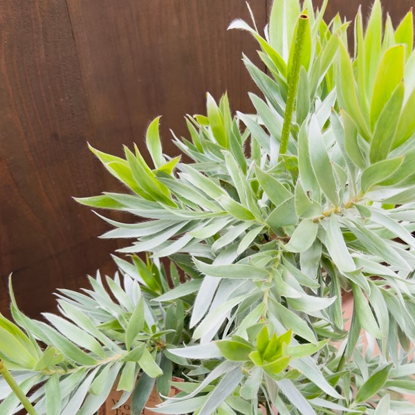 リューカデンドロン シルバーアフリカーナ リューカデンドロン：シルバーアフリカーナ4号ポット の通販