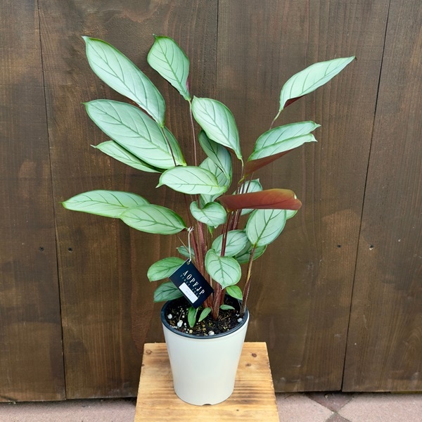 おしゃれ 観葉植物：クテナンテ セトサ*5号 プラポット カラテア