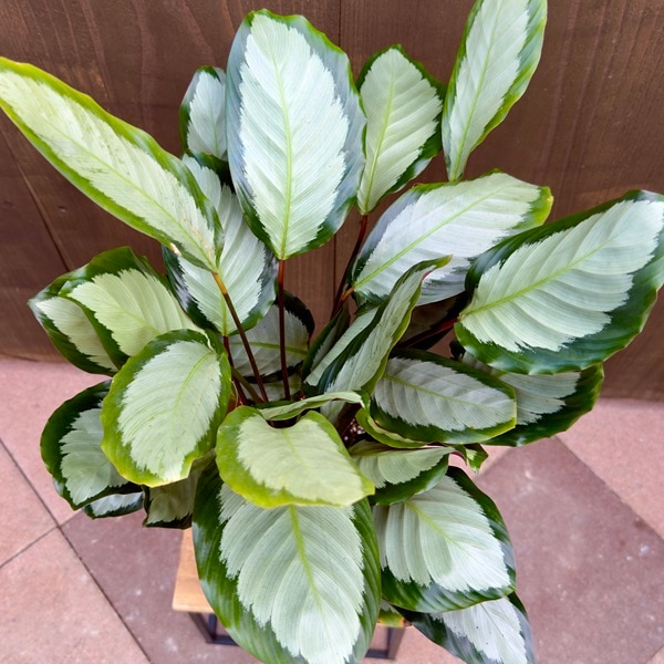 観葉植物：カラテア ピクツラータ*5号 プラポット | 観葉植物