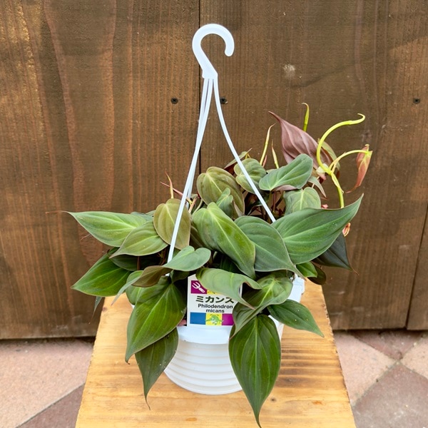 おしゃれ 観葉植物 ：フィロデンドロン ミカンス*5号 吊り鉢 | 観葉