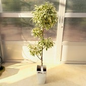 ������� ���տ�ʪ���٥󥸥�ߥ� �������饤�� �ӥ塼�ƥ���*4�� �緿��ޥ���