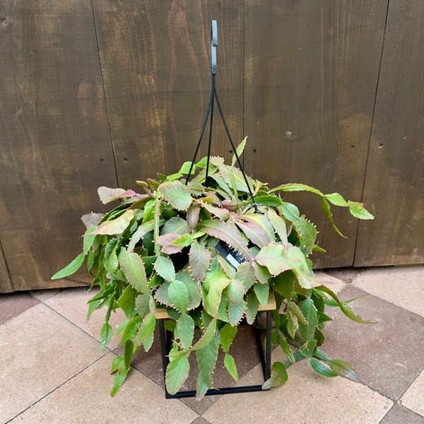 おしゃれ 観葉植物：リプサリス ロブスタ*現品 8号 吊り鉢 Rhipsalis