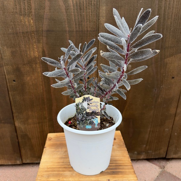 リュウカデンドロン 観葉植物 苗：リューカデンドロンバーガンディサン