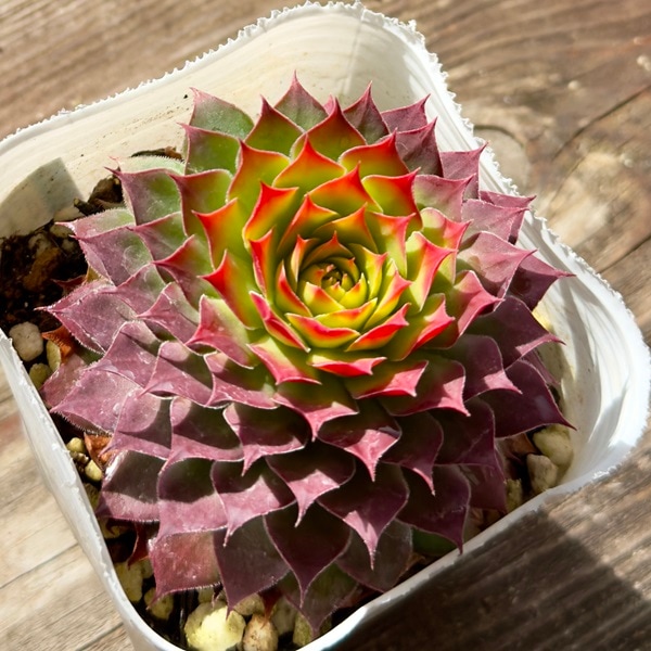 観葉植物：センペルビウム ゴールド ナゲット鉢植え 伝市小鉢*立杭焼