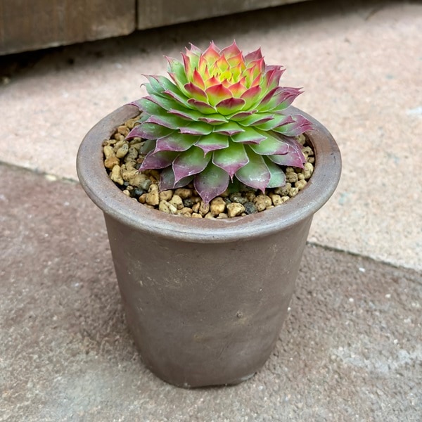 観葉植物：センペルビウム ゴールド ナゲット鉢植え 伝市小鉢*立杭焼