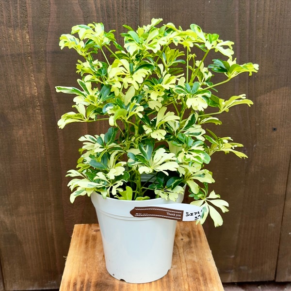 おしゃれ 観葉植物：シェフレラ ジェニーネ*5号 プラポット 金魚葉