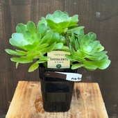 տʪ˥ࡡϥ*Aeonium 'Halloween'