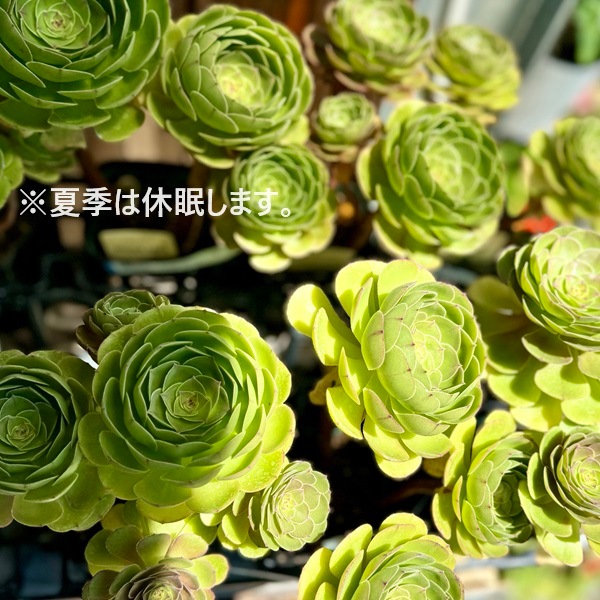 観葉植物：アエオニウム ハロウィン*Aeonium 'Halloween' | 観葉植物
