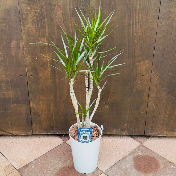 おしゃれ 観葉植物：ドラセナ コンシンネ*6号 プラポット | 観葉植物