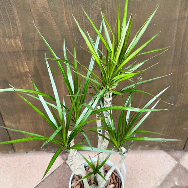 おしゃれ 観葉植物：ドラセナ コンシンネ*6号 プラポット | 観葉植物