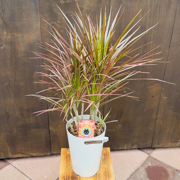 おしゃれ 観葉植物：ドラセナ コンシンネ 7号*レインボー トリカラー