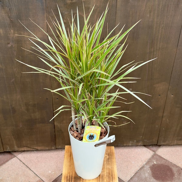 おしゃれ 観葉植物：ドラセナ コンシンネ 7号*レインボー トリカラー