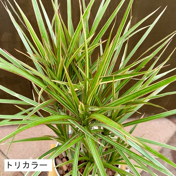 おしゃれ 観葉植物：ドラセナ コンシンネ 7号*レインボー トリカラー