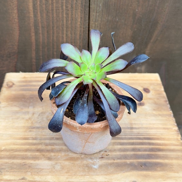 品種選べます 観葉植物：アエオニウム モスポット*鉢植え カシミア