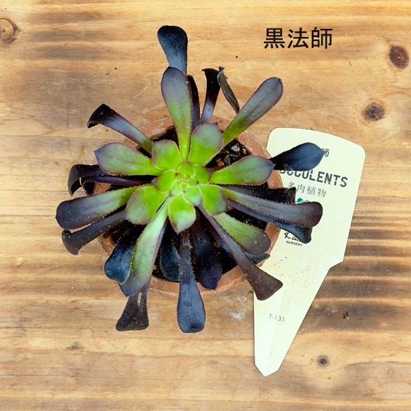 品種選べます 観葉植物：アエオニウム モスポット*鉢植え カシミア