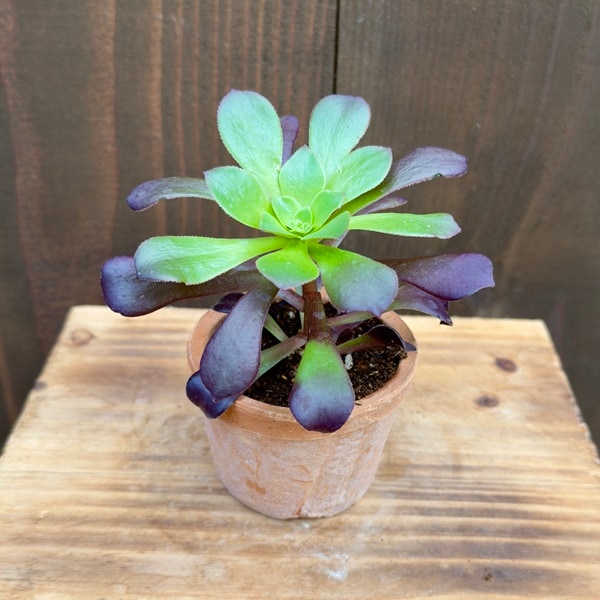 品種選べます 観葉植物：アエオニウム モスポット*鉢植え カシミア