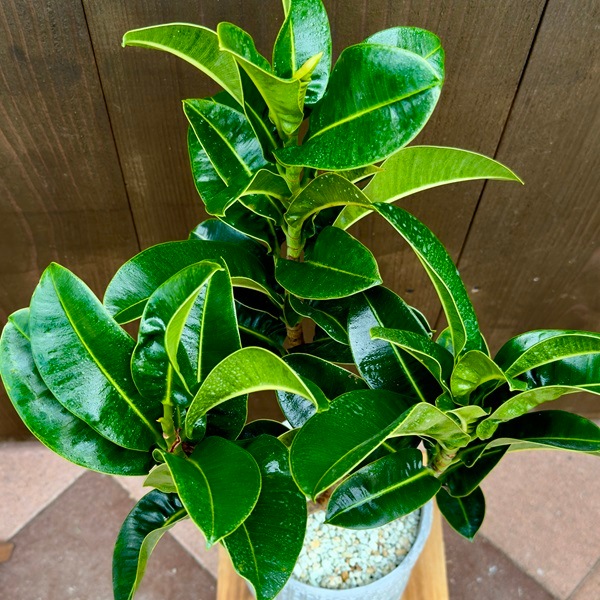 フィカス 観葉植物 フィカス、ウィアンディ size60㌢ 雲龍性があってクネクネ樹形が