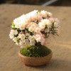 ߺϡαƤĤĤ(ھȭ)*(2025ǯֽλ) ĥĥȭȭbonsai