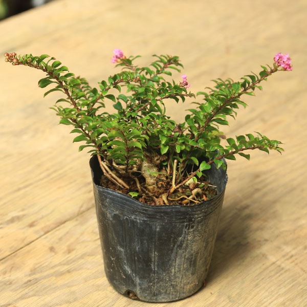 苗：八房百日紅 （細）5号*ヤツフササルスベリ さるすべり | 新着商品