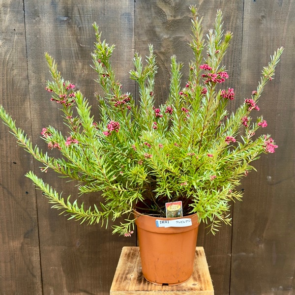 花苗 観葉植物：グレビレア ジョンエバンス*6号 オージープランツ